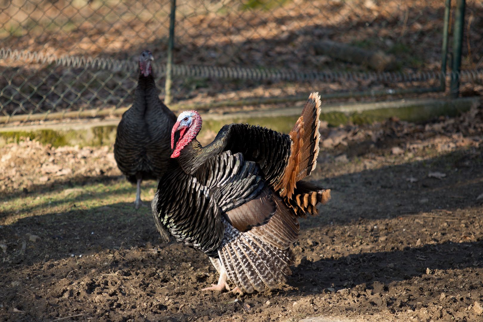 Zoo_Zlín_2015-0024