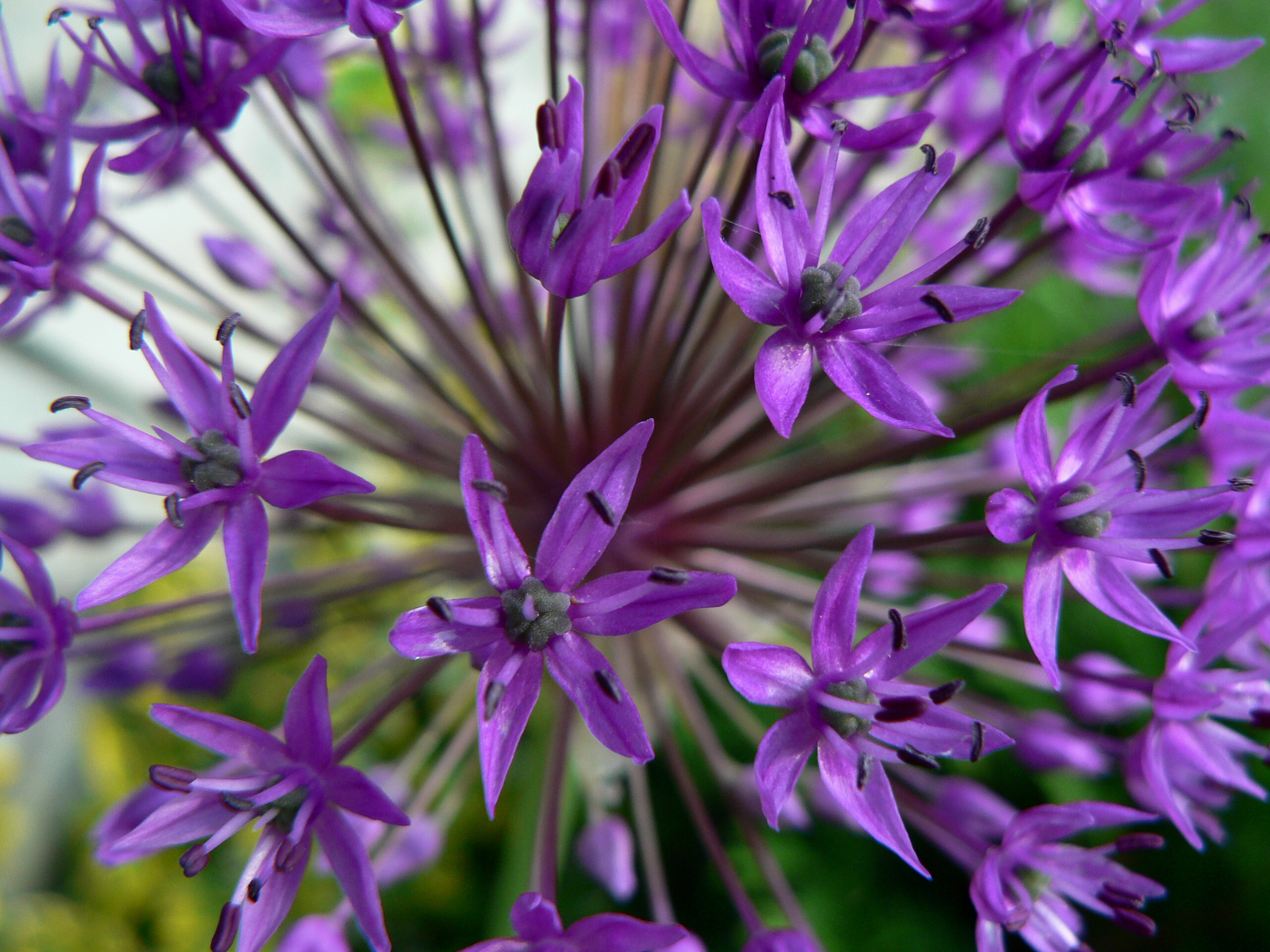 Allium aflatunense