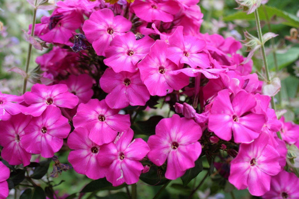 Phlox paniculata