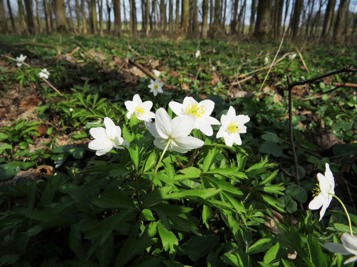 Jarní úklid na Rozkoši_2015_04_11-0010