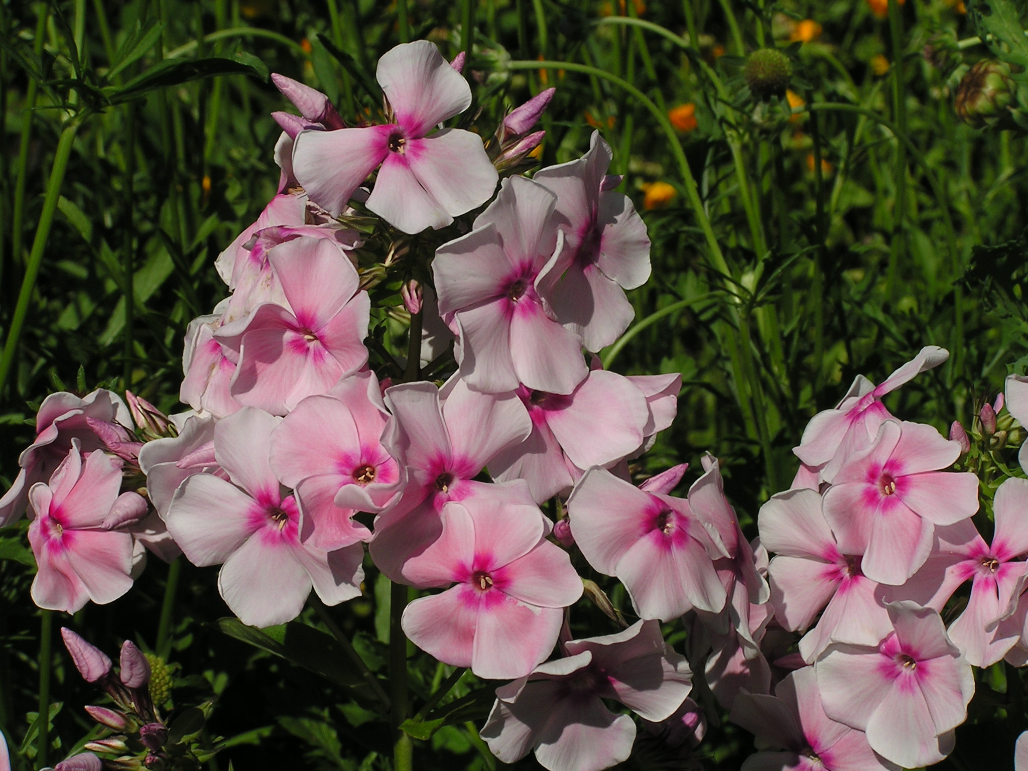 Phlox paniculata (1)