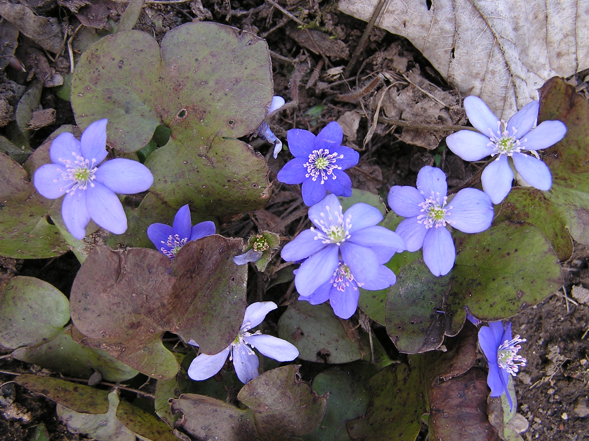 Hepatica nobilis