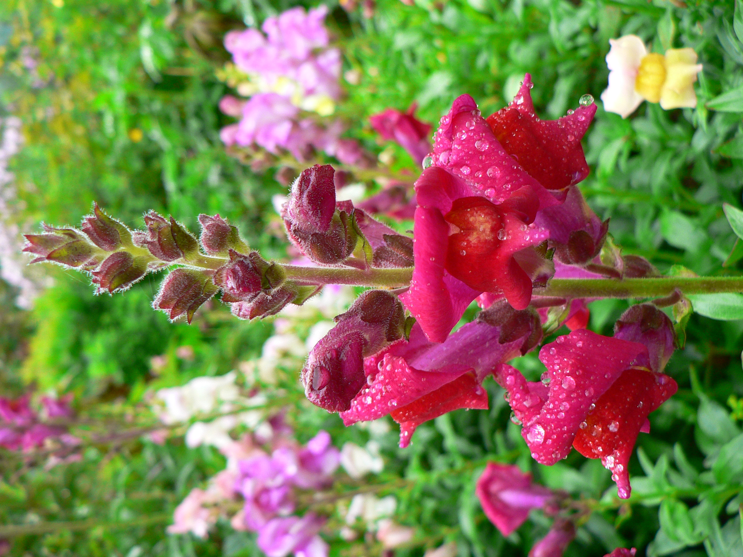 Antirrhinum majus