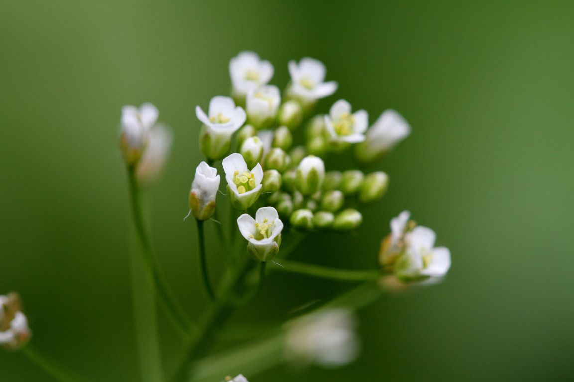 Kokoška pastuší tobolka (1)