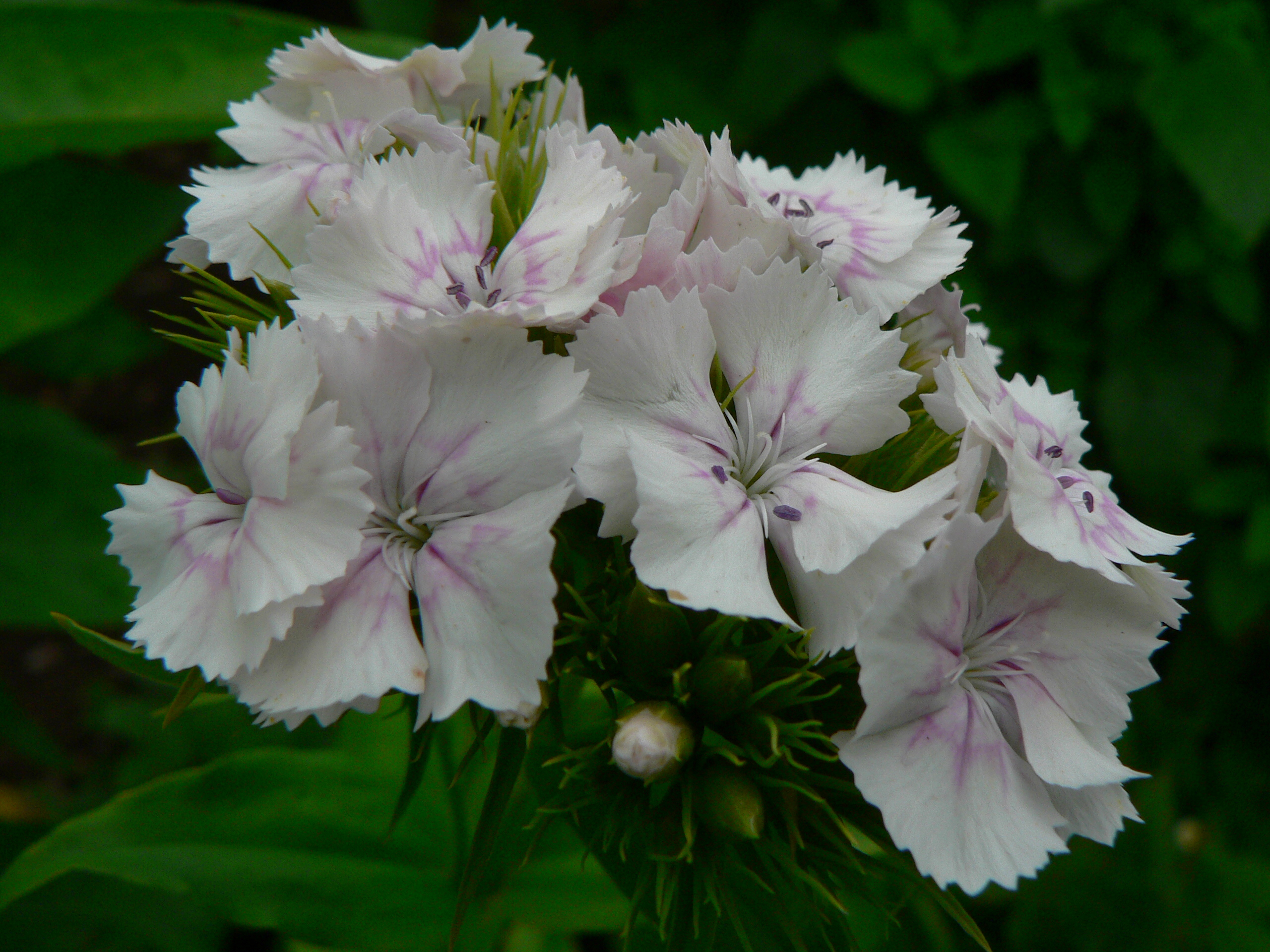 Dianthus barbatus