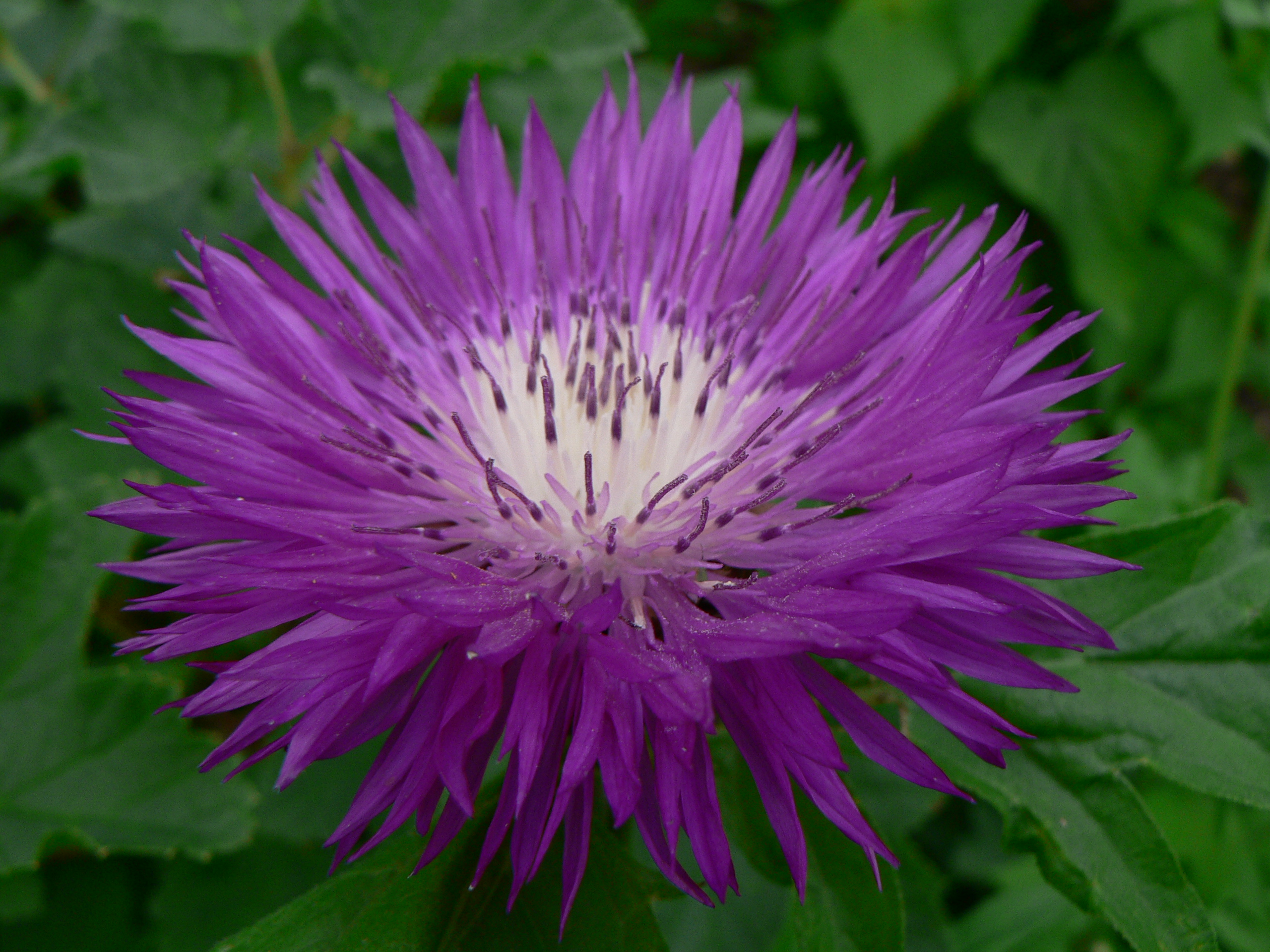 Centaurea dealbata