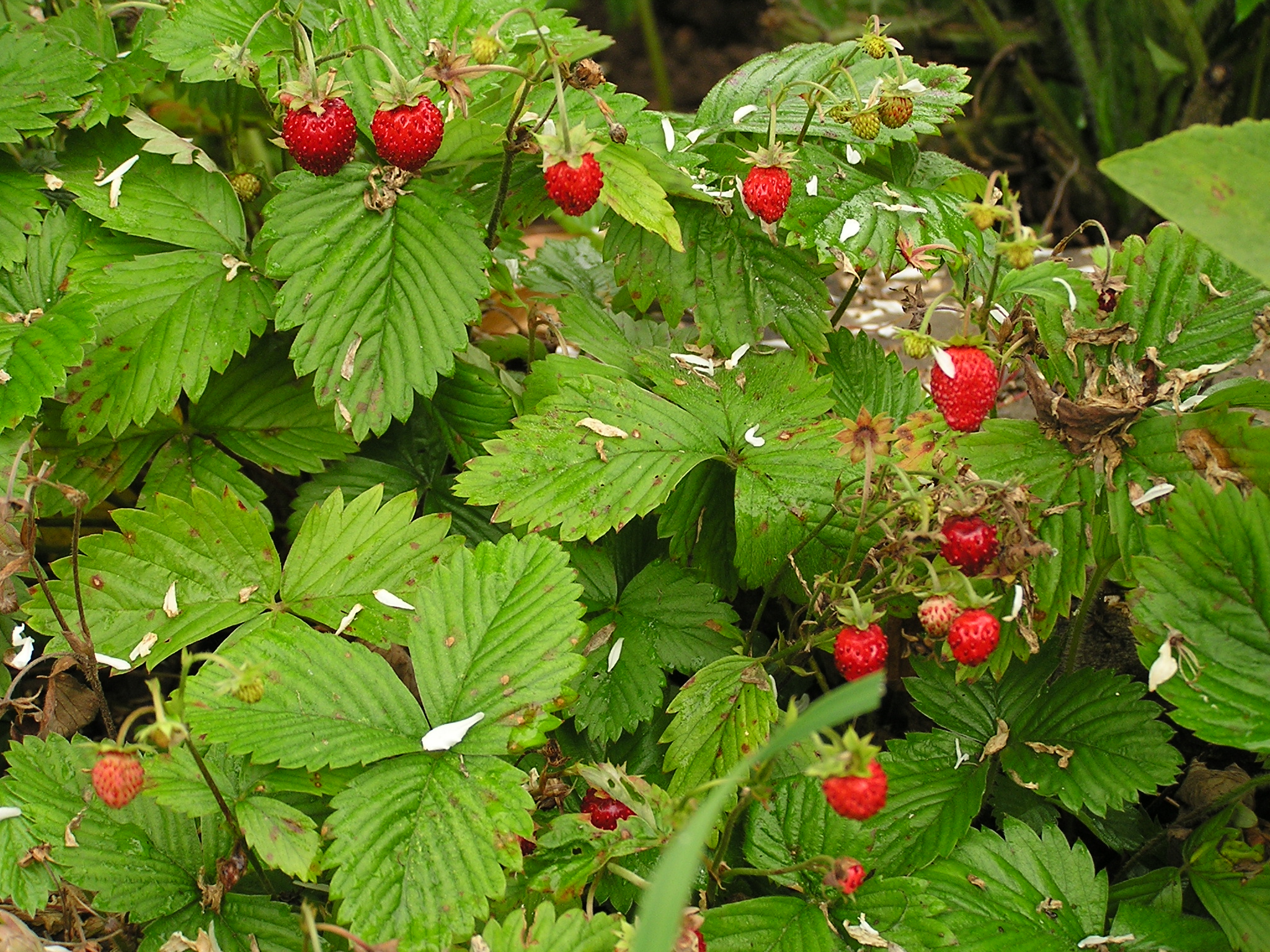 Fragaria vesca