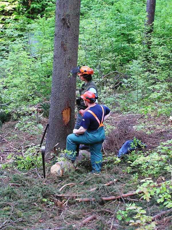 Larix_3T_Vodní_údolí_2005_05_26_17.JPG