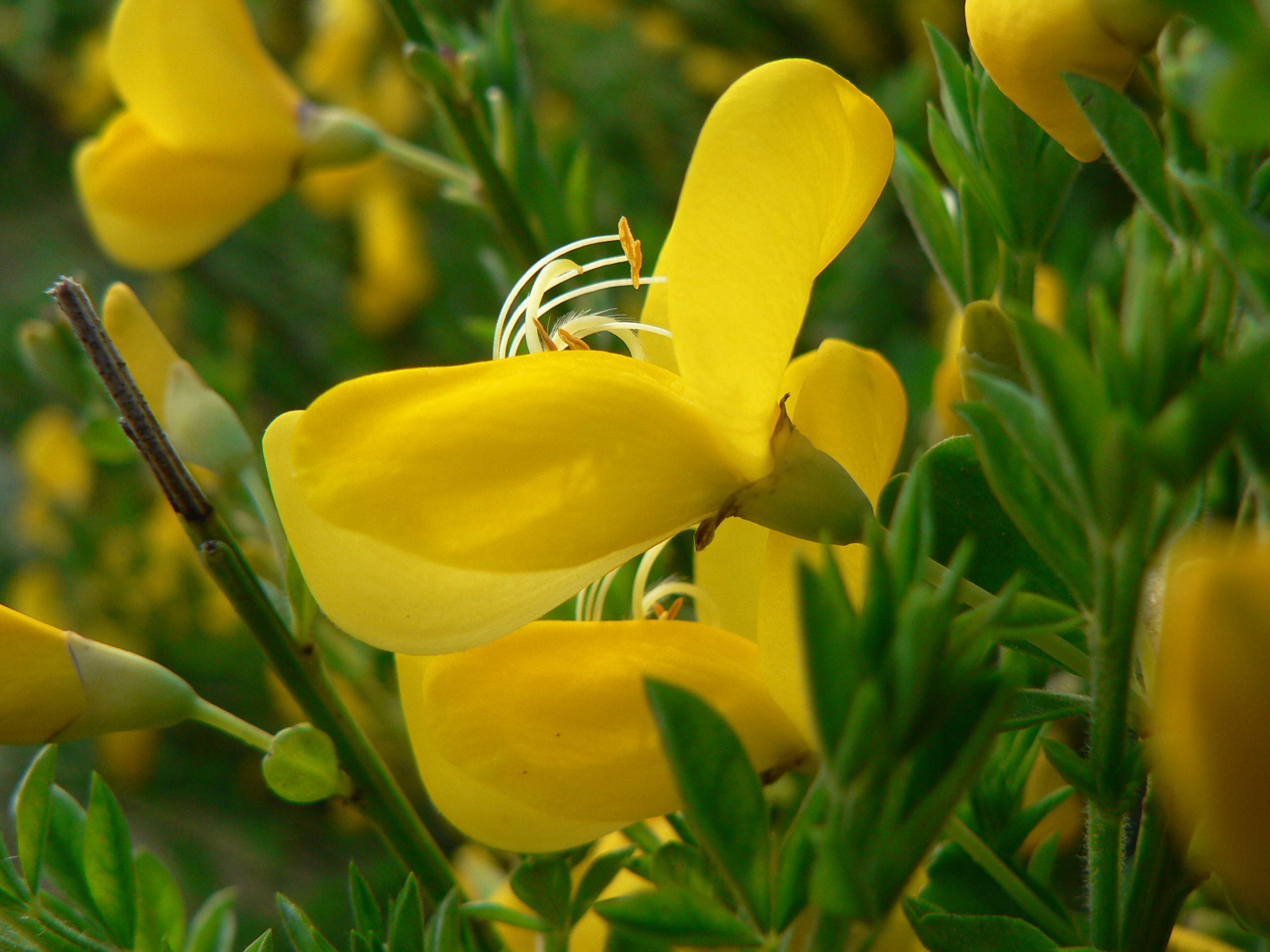 Sarothamnus scoparius