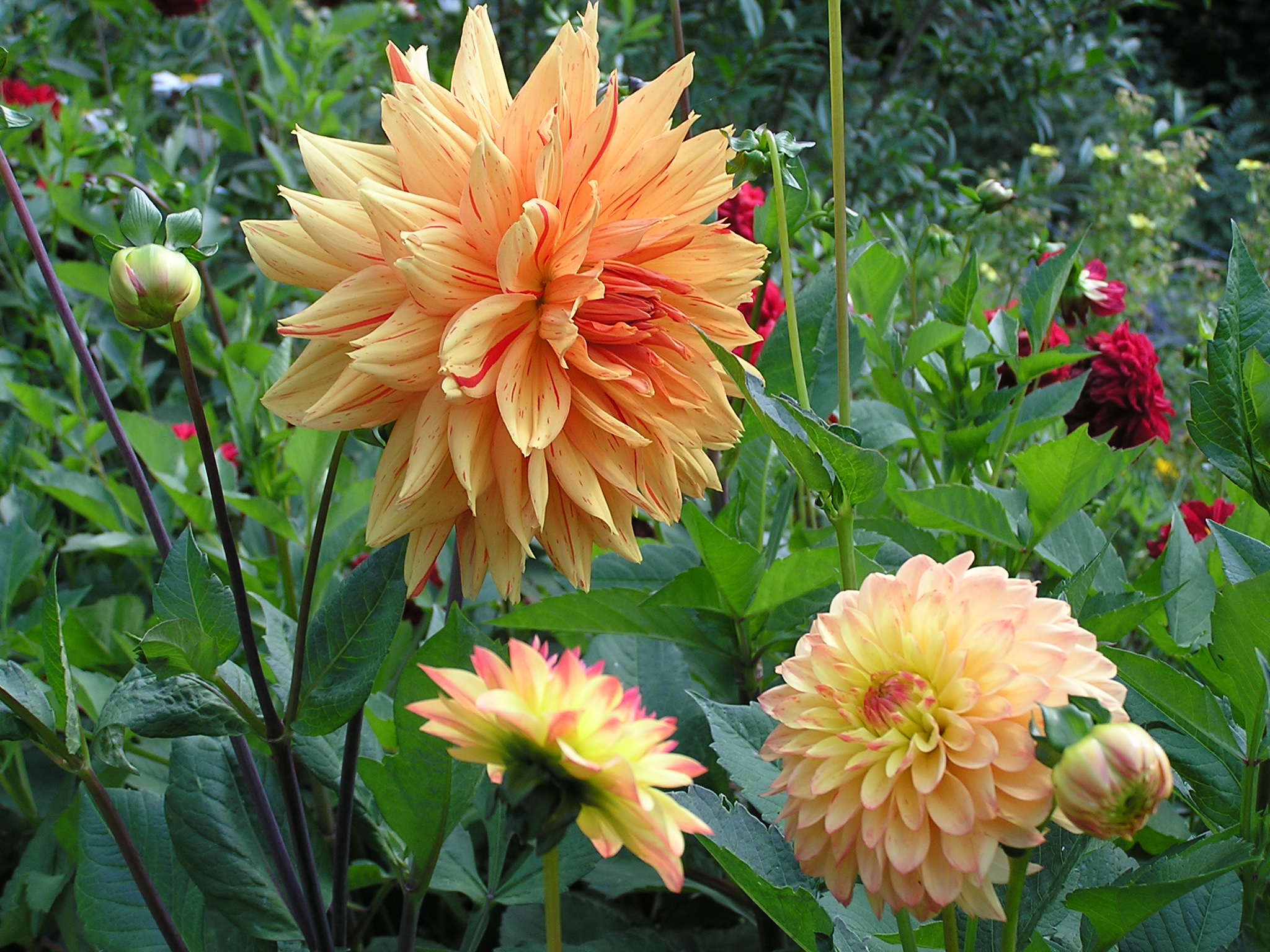 Dahlia pinnata