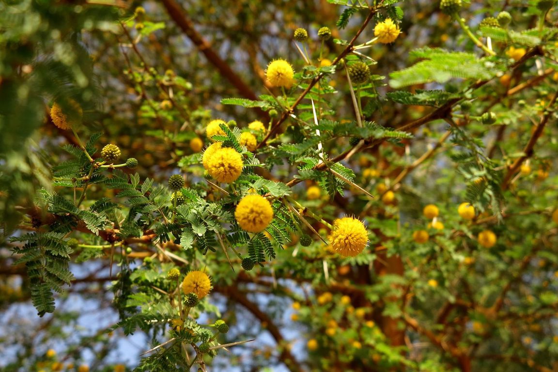 Akácie Acacia farnesiana