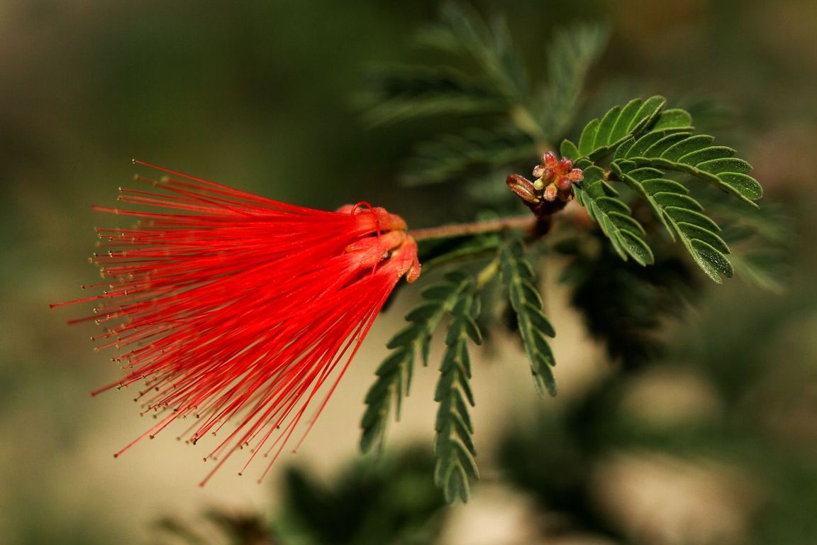 Akácie Acacia sp.