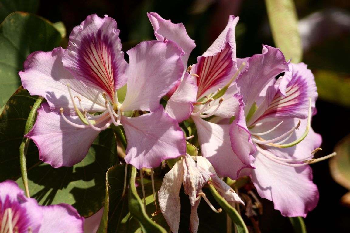 Bauhinia variegata