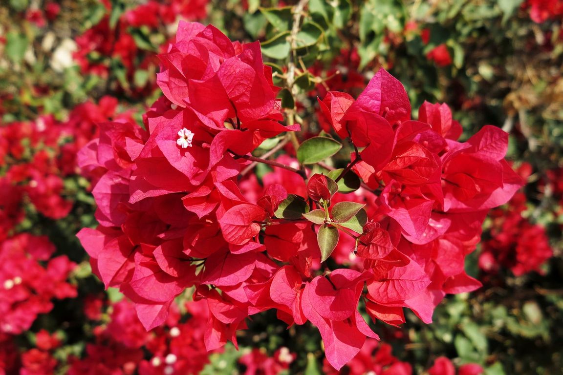 Bougainvillea glabra