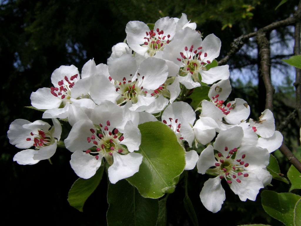 Hrušeň Pyrus sp.