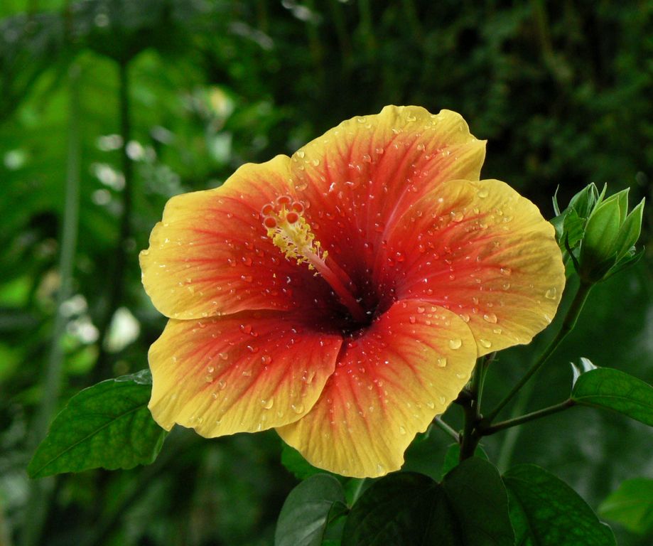 Ibišek Hibiscus rosa-sinensis