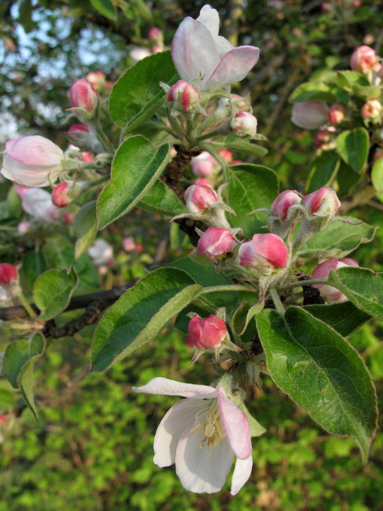 Jabloň Malus sp.