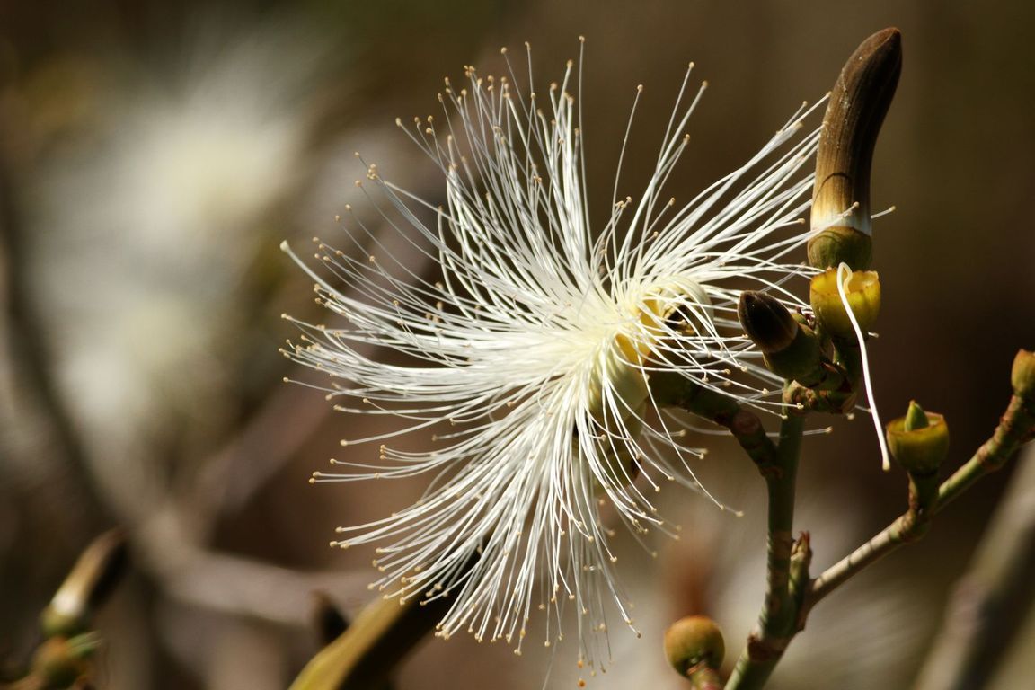 Pseudobombax  ellipticum