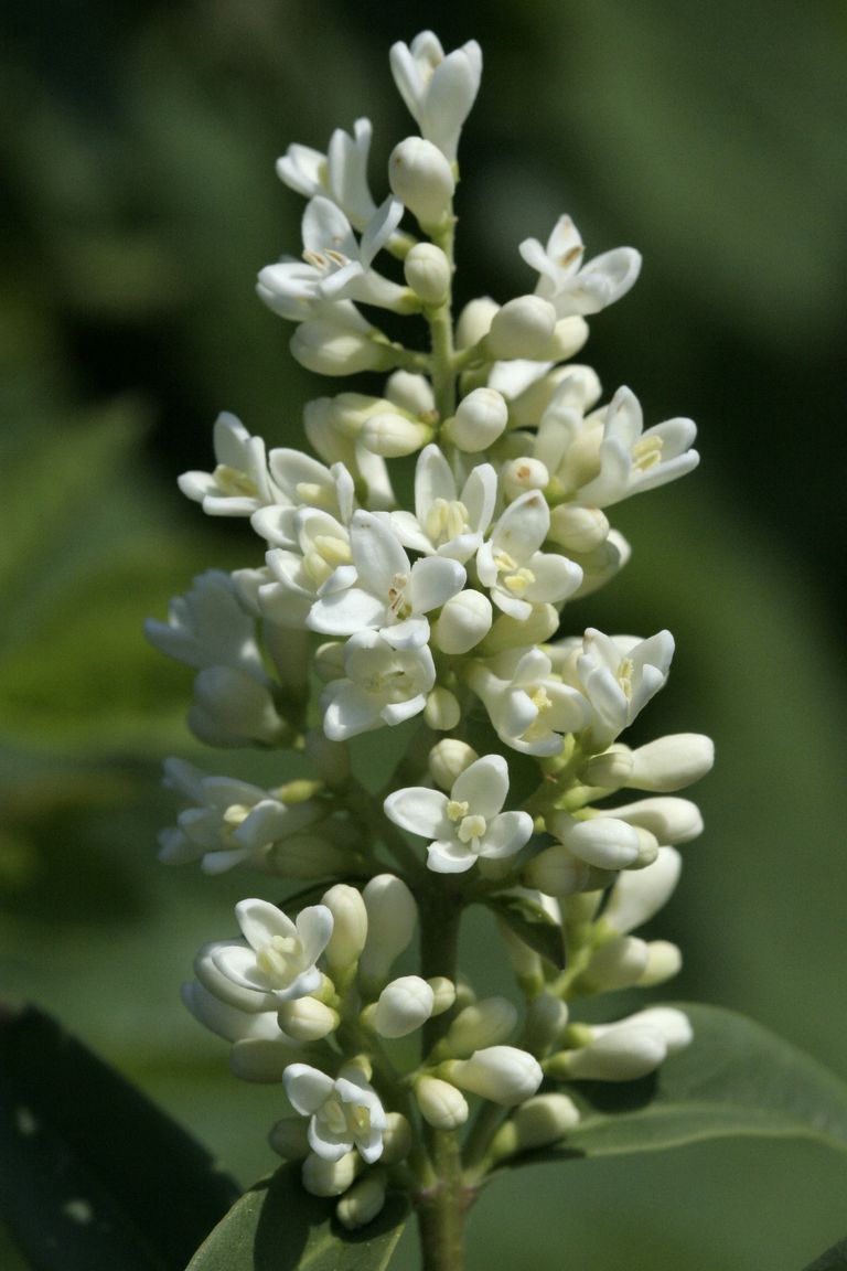 Ligustrum vulgare