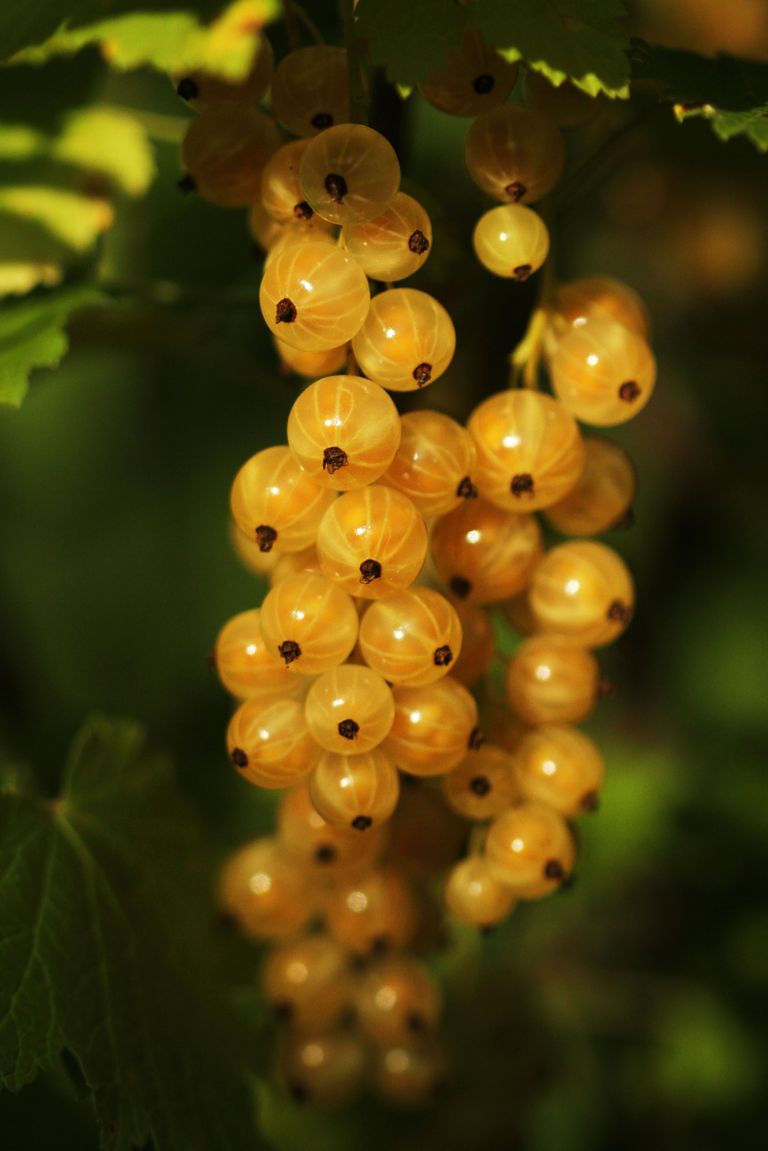 Meruzalka_Ribes glandulosum