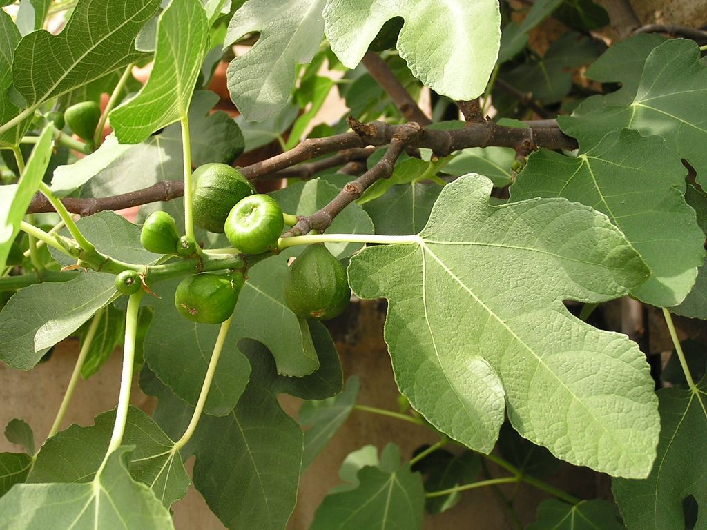 Ficus carica