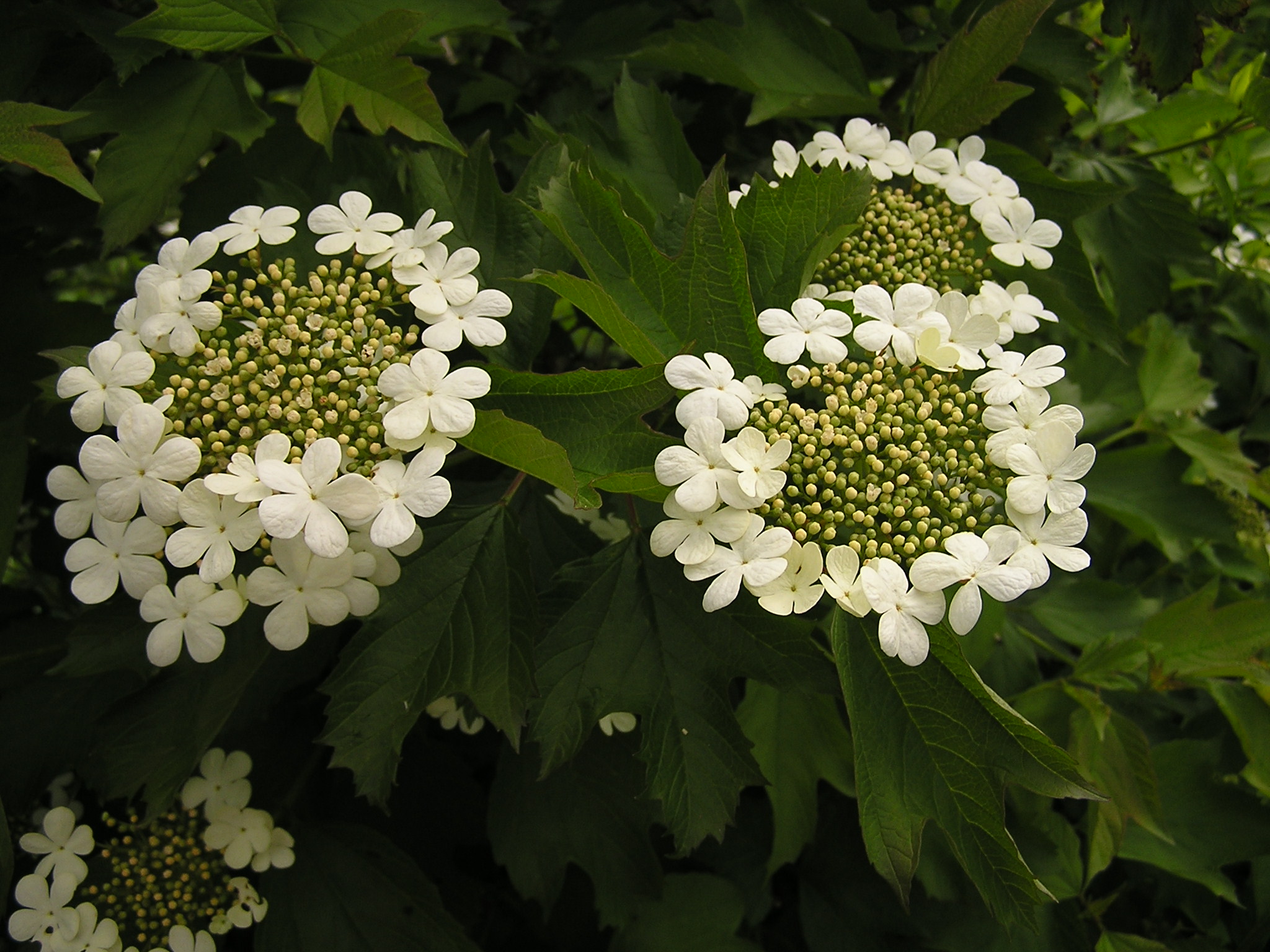 Viburnum opulus