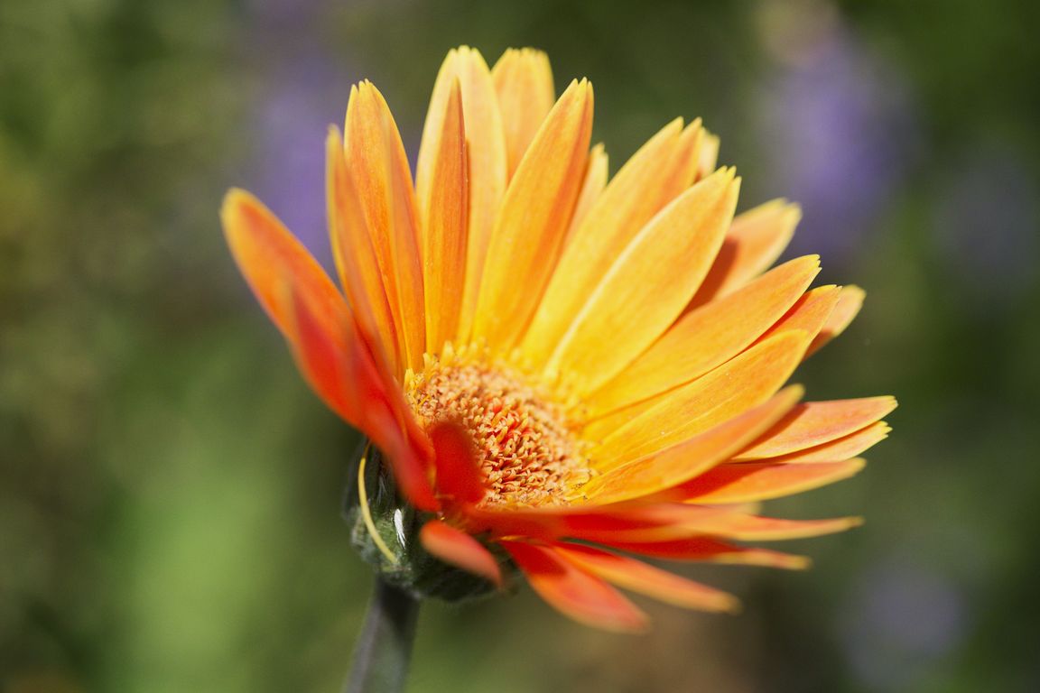 Gerbera hybrida