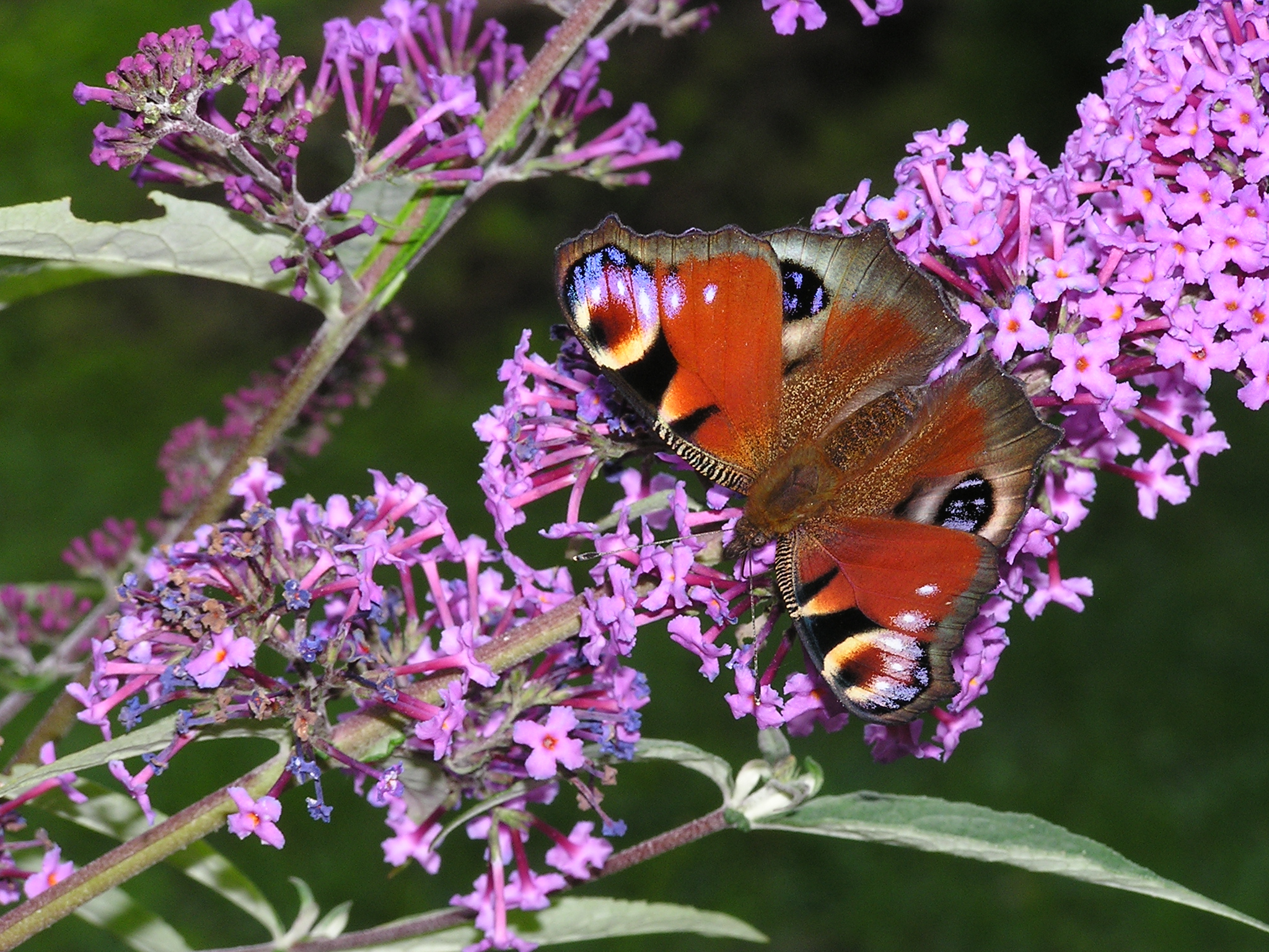 Buddleja davidii