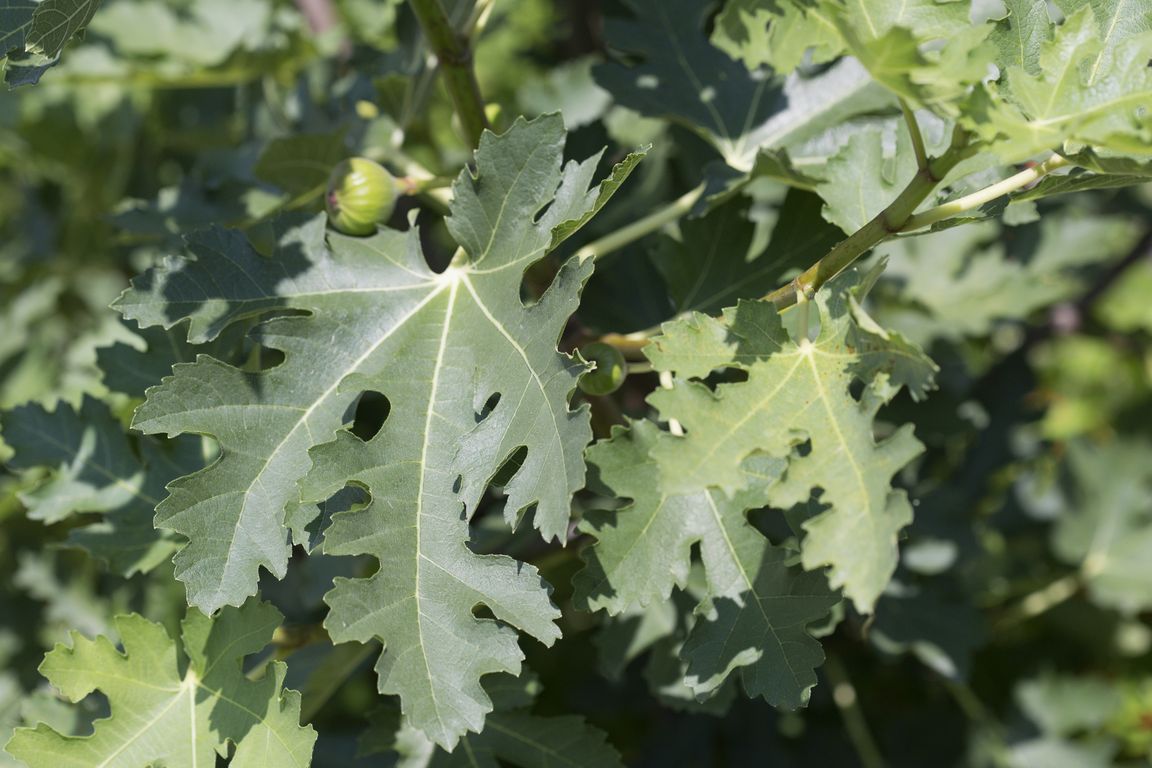 Ficus carica PERETTA