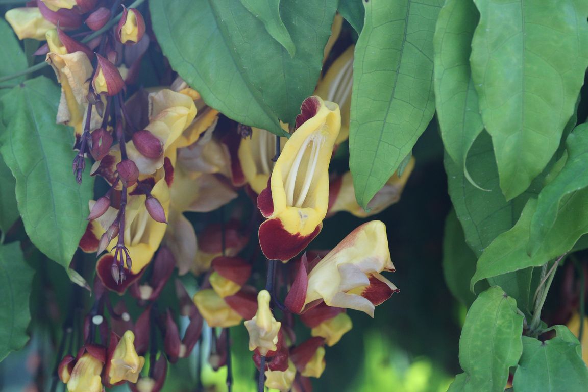 Thunbergia mysorensis