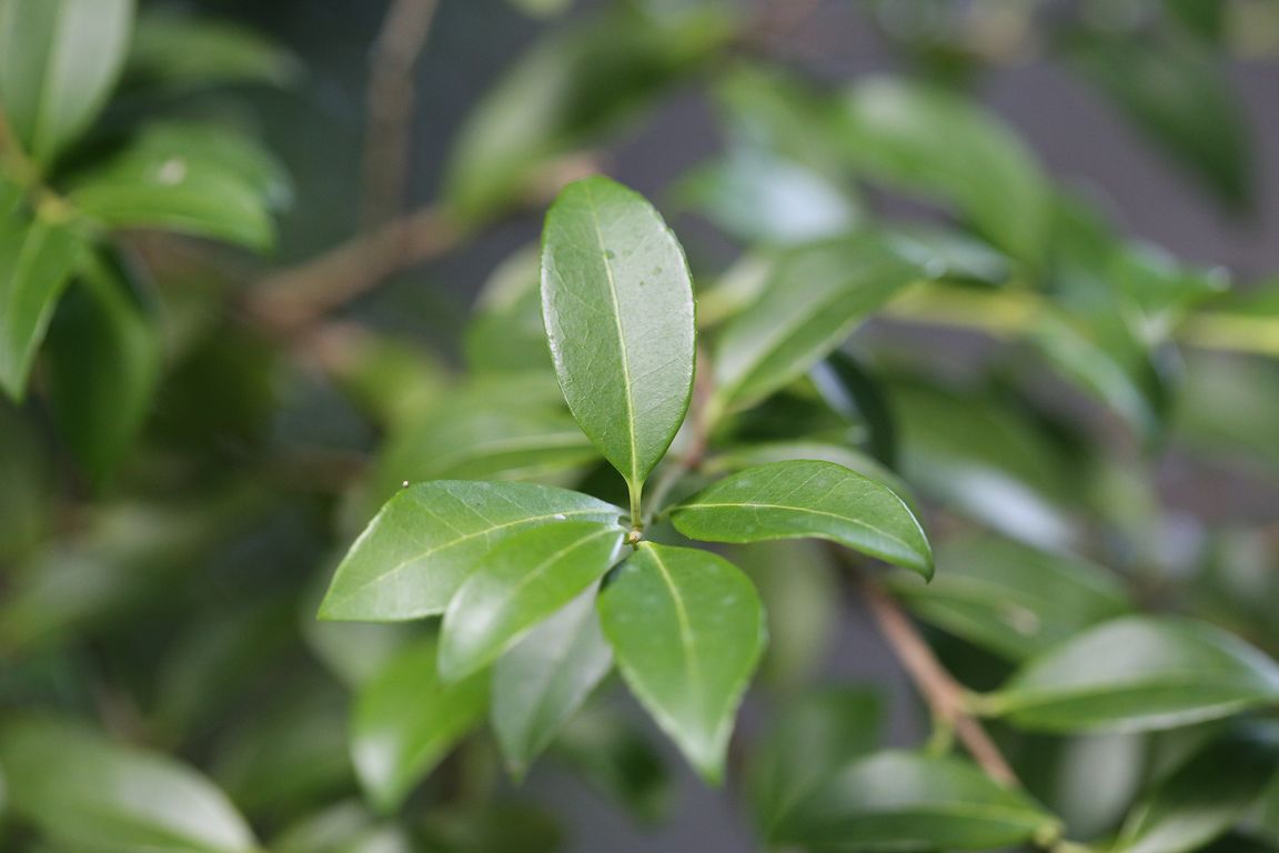 Vonokvětka Osmanthus x burkwoodii