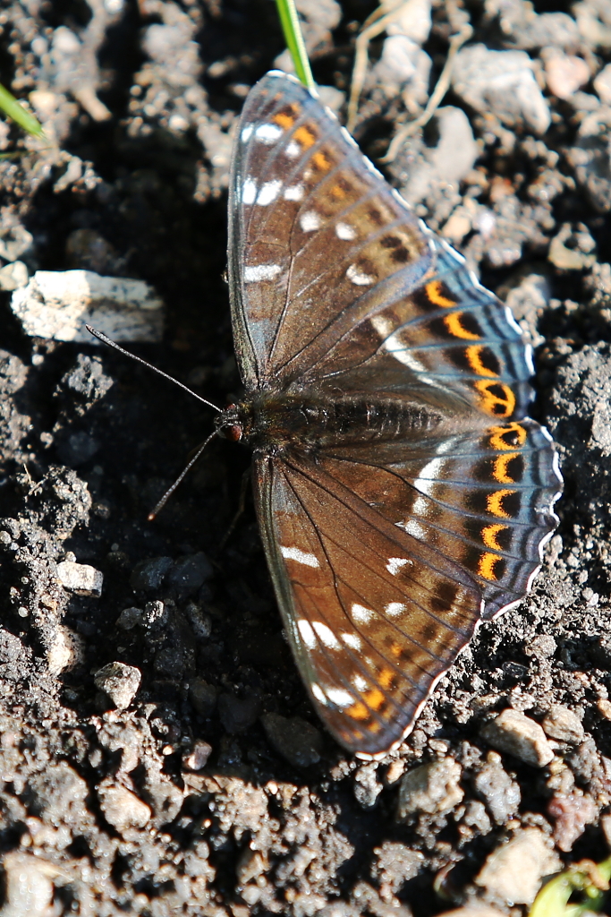 Bělopásek topolový (4)