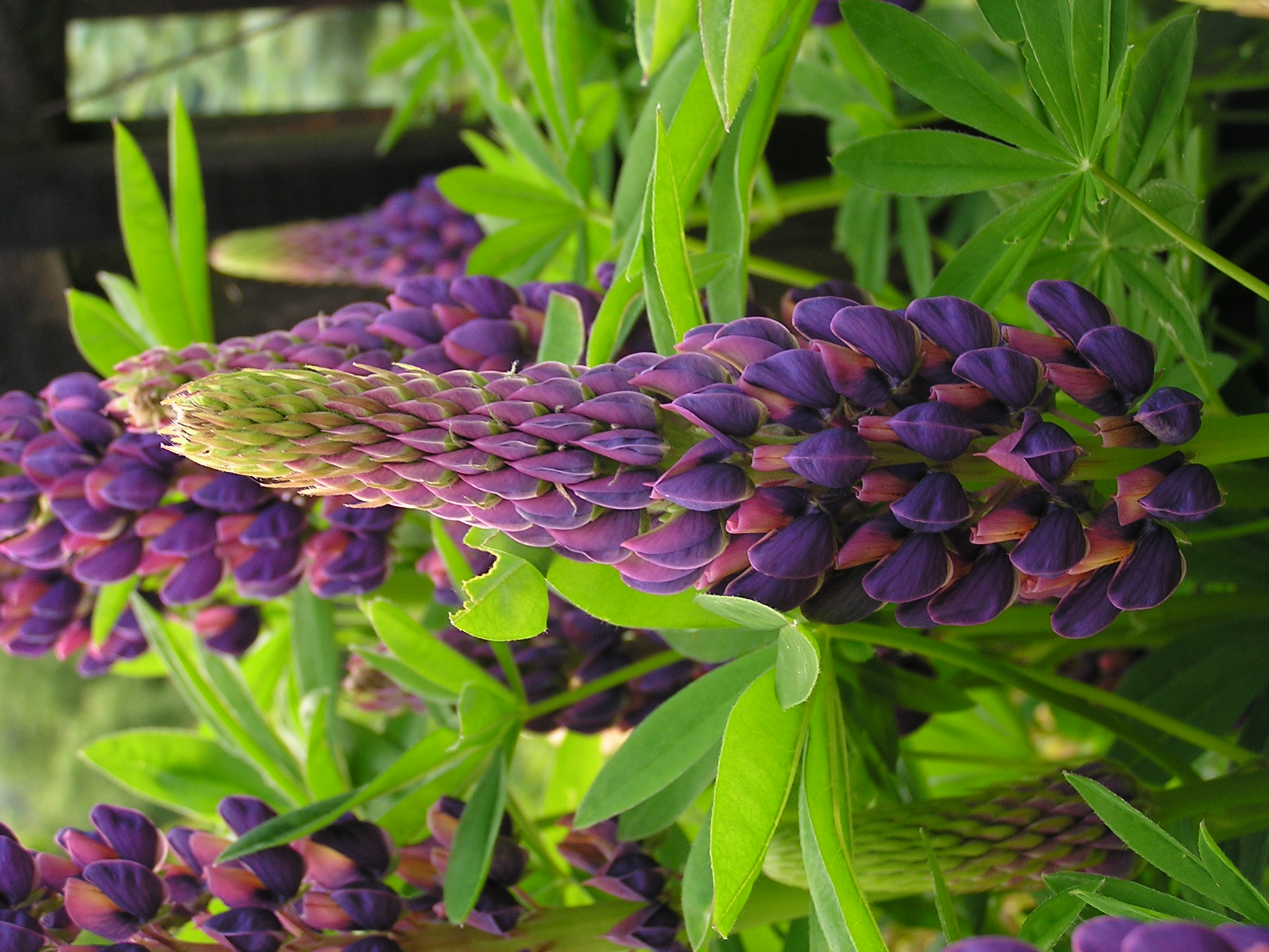 Lupinus polyphyllus