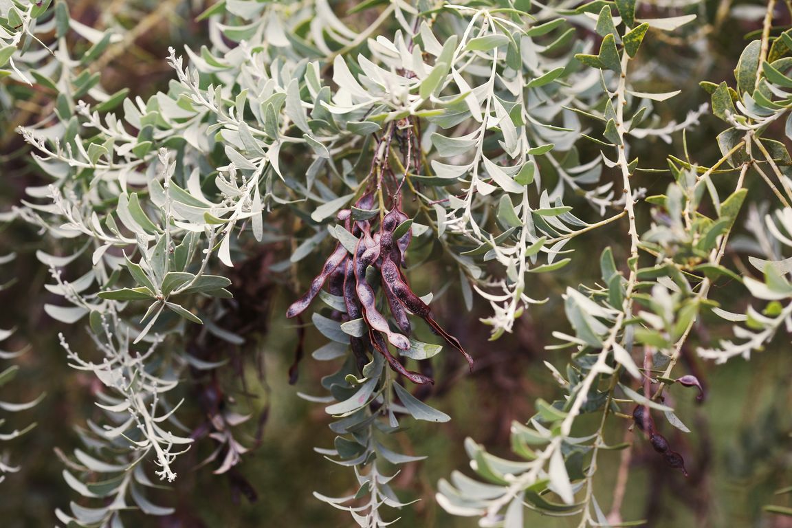 Acacia cultriformis