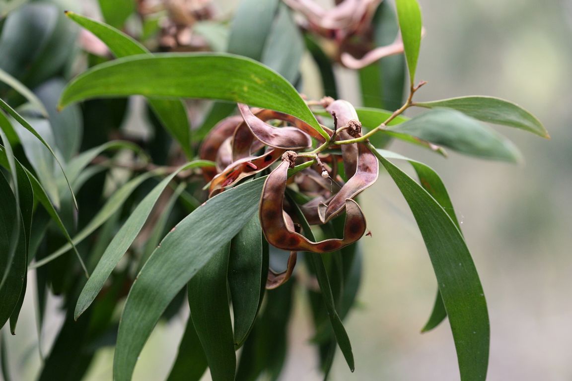 Acacia melanoxylon