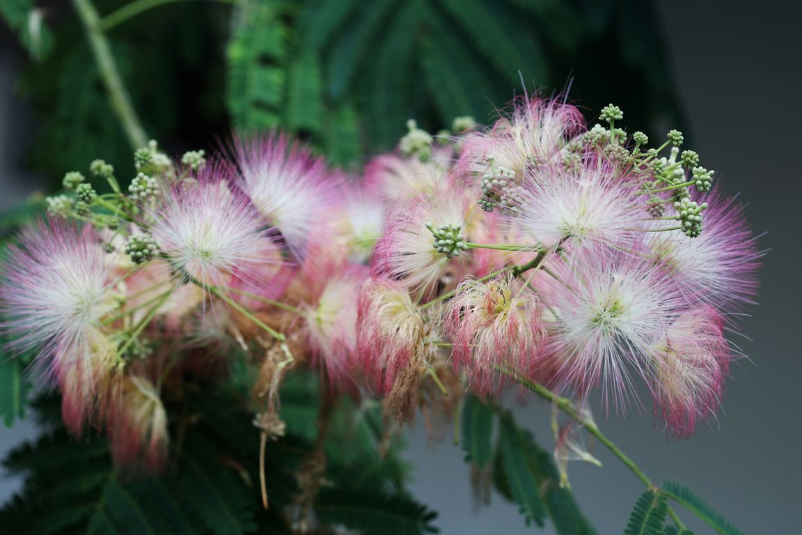 Albizia julibrissin