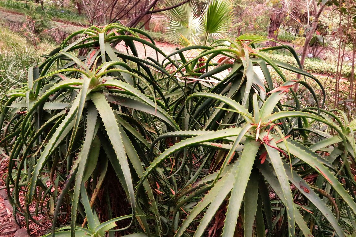 Aloe arborescens