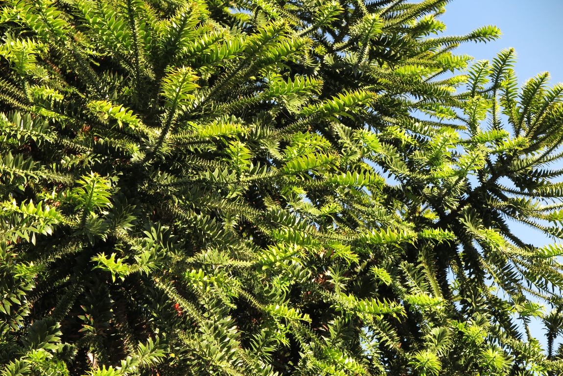 Araucaria bidwillii