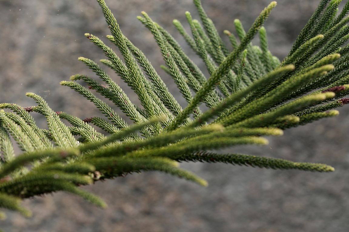 Araucaria heterophylla