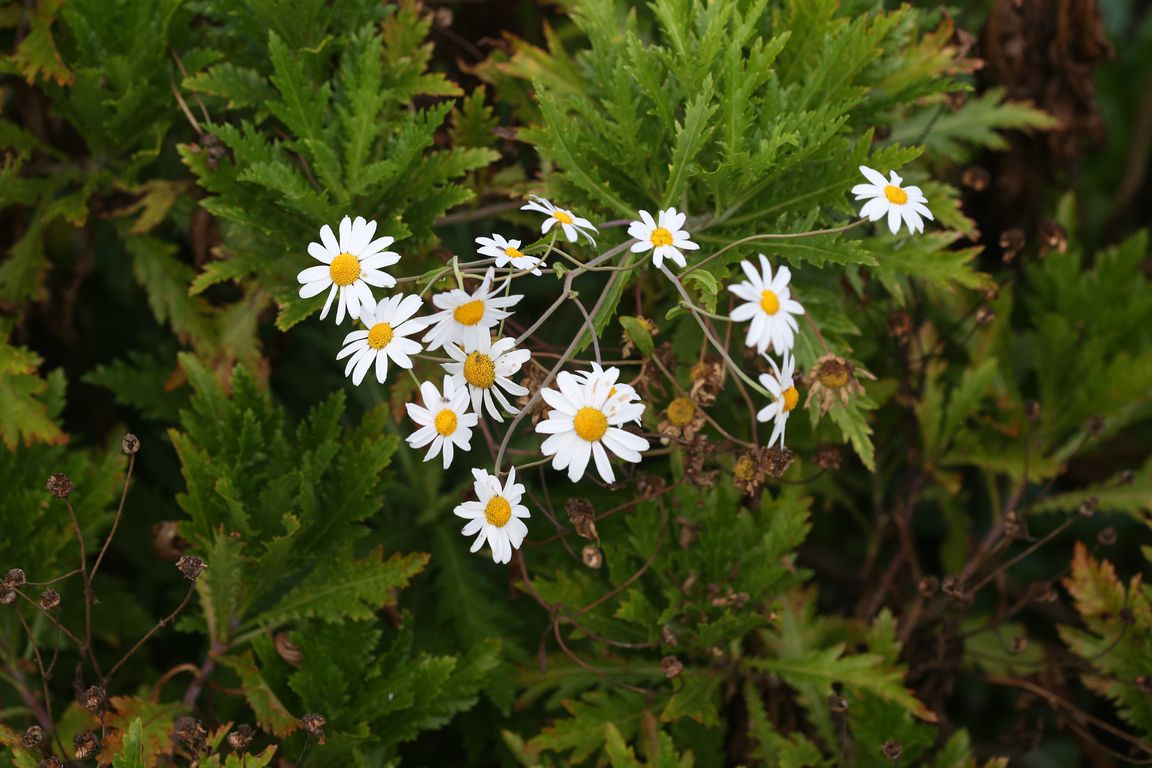 ARGYRANTHEMUM PINNATIFIDUM