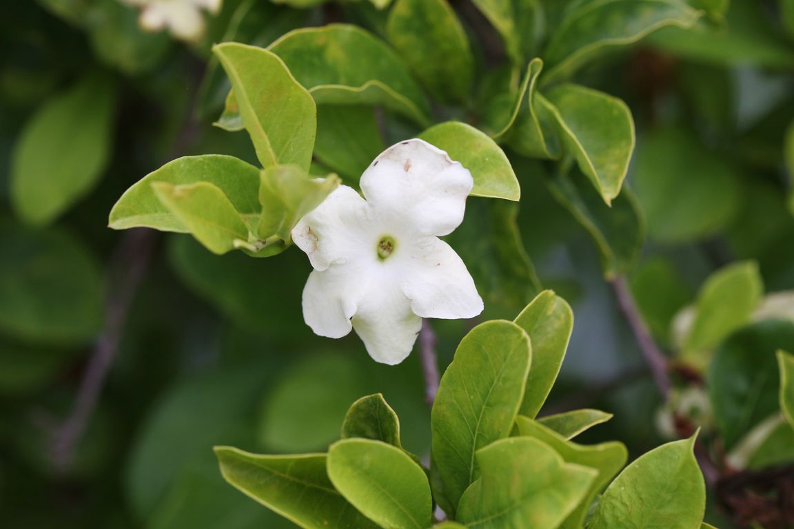 Brunfelsia americana