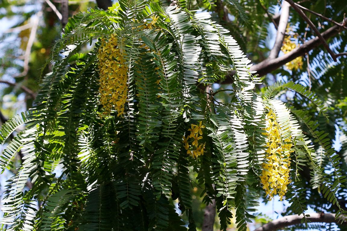 Kasie_Cassia ferruginea