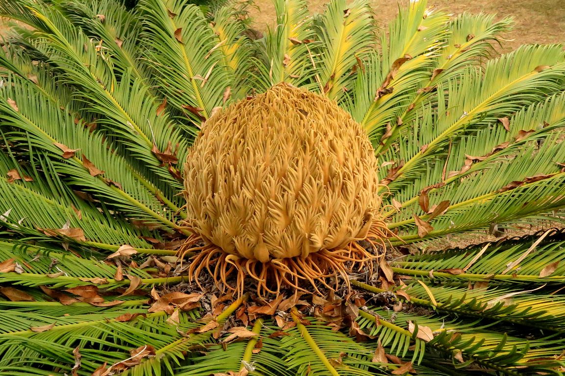 Cycas sp.