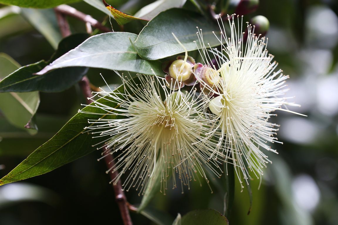 Eucalyptus globulus