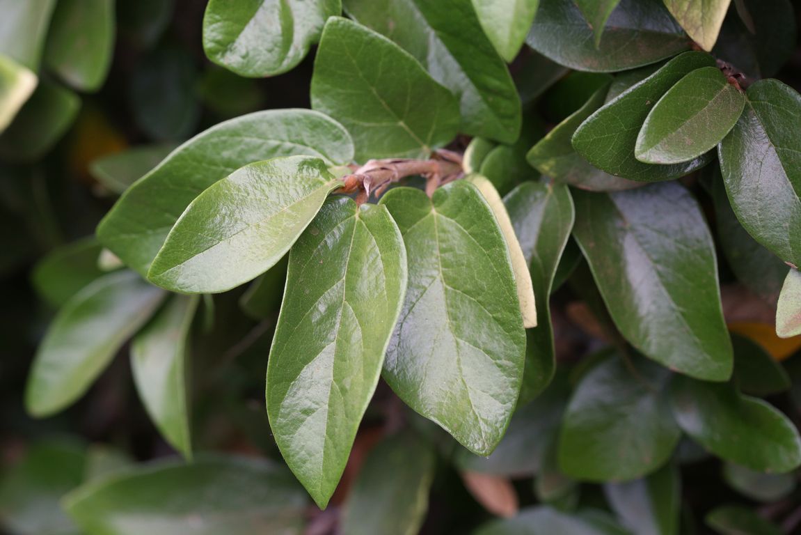 Ficus radicans