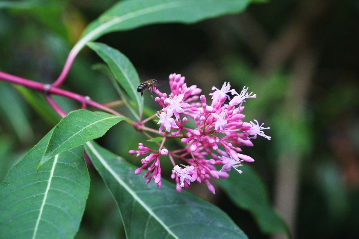 Fuchsia arborescens