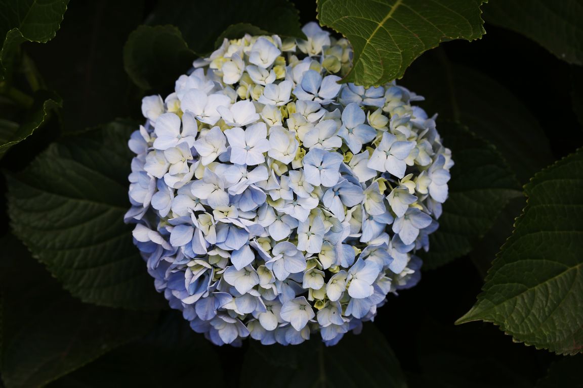 HYDRANGEA MACROPHYLLA