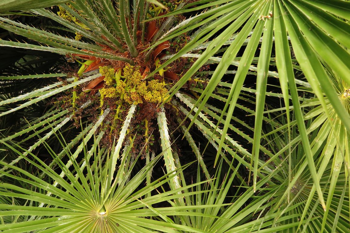 Chamaerops humilis