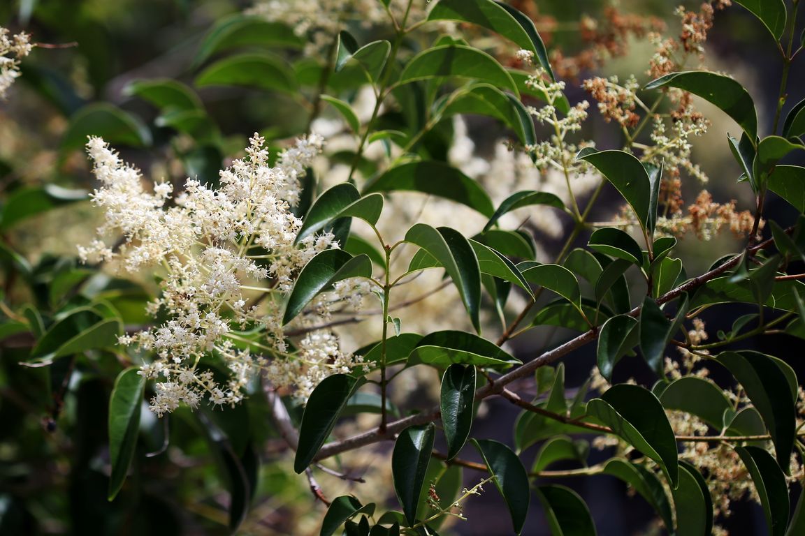 Ligustrum lucidum