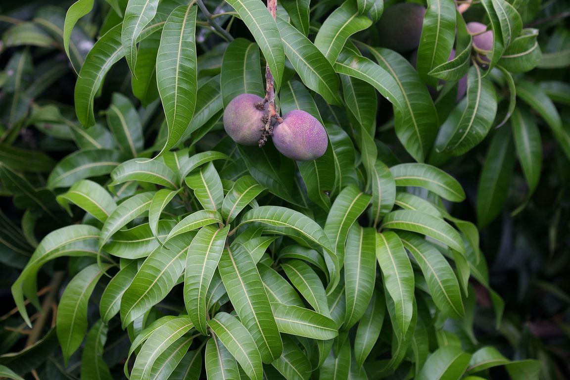 Mangifera indica